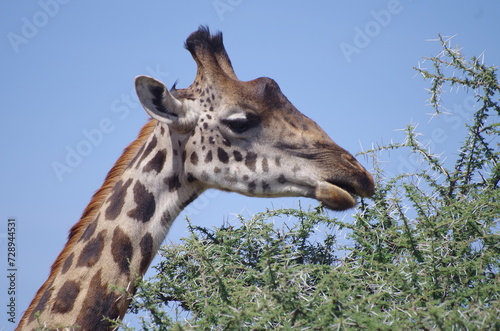 Close-Up of Giraffe Eating Leaves with Sky in Background  Tanzania  Africa