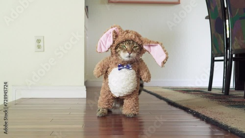 Funny Bengal cat dressed up in a bunny costume