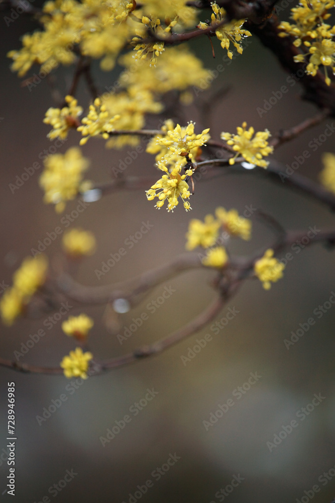 flowers of spring flowers of spring