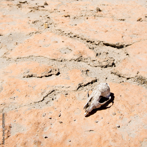 Animal skull on cracked hot ground in desert with blue sky