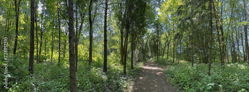 walkway through a summer deciduous forest. panoramic view.