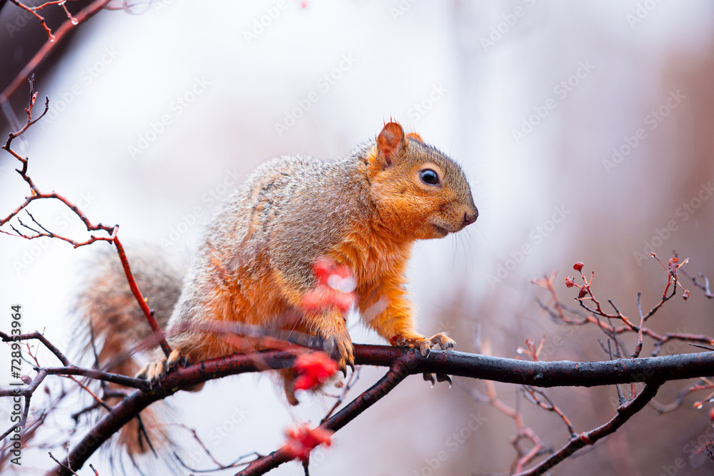 Fototapeta premium Fox squirrels feasting on berries