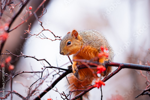 Fox squirrels feasting on berries