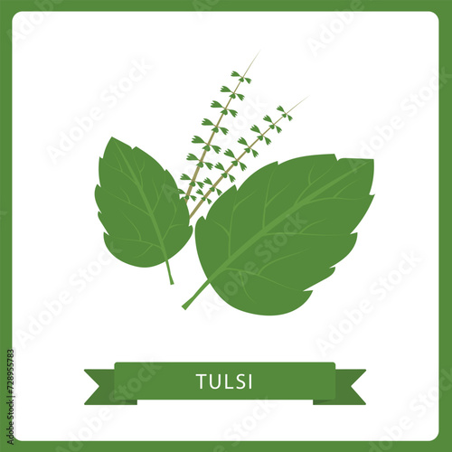 Tulsi vector in flat style. Isolated object. Superfood tulsi medical herb. Vector illustration.