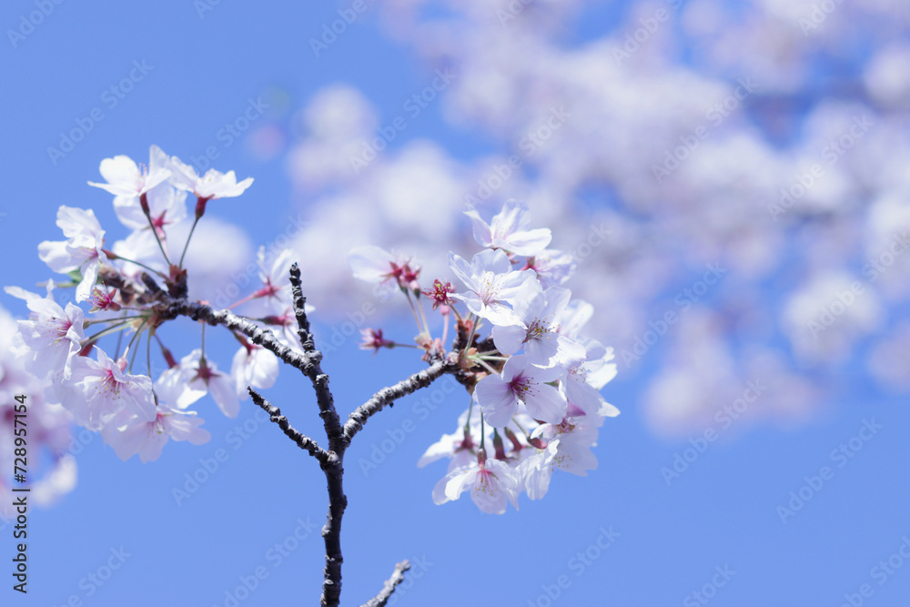 晴れた春の日に青空の下で満開に咲く日本の白く美しい桜の花のクローズアップ写真