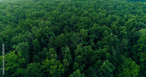 Fotografie Forest background