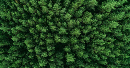 Fototapete Krankenhaus Sommerlicher Wald aus der Vogelperspektive  © golubovy