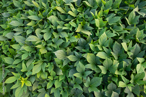Green Leaves Pattern Texture Background of the Sweet Potato Plant in the Field Countryside of Bangladesh