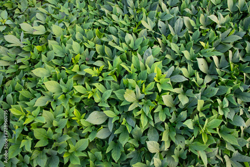 Green Leaves Pattern Texture Background of the Sweet Potato Plant in the Field Countryside of Bangladesh