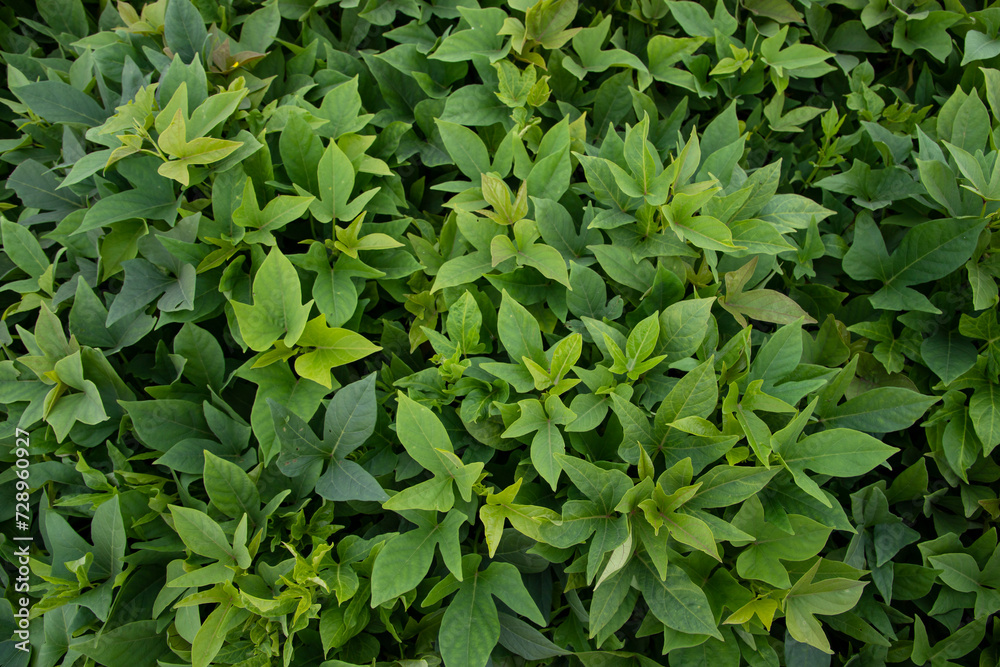 Green Leaves Pattern Texture Background of the Sweet Potato Plant in the Field Countryside of Bangladesh