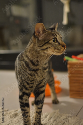 Tabby cat