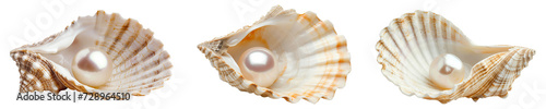 Set of pearl oysters isolated on transparent background photo