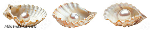 Set of pearl oysters isolated on transparent background