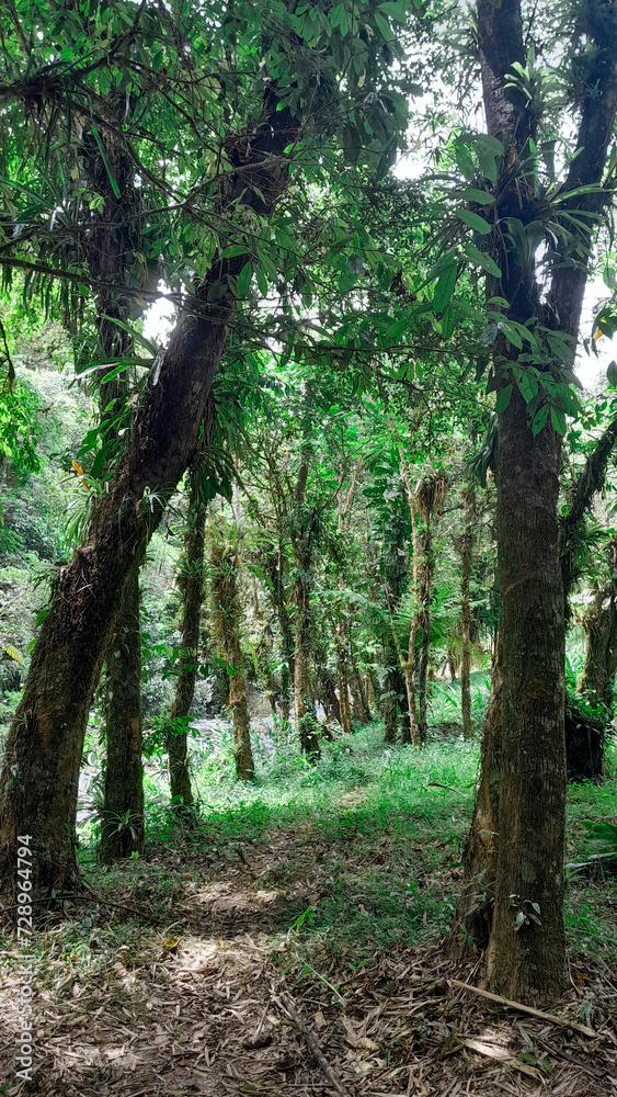 Obraz premium path in the forest