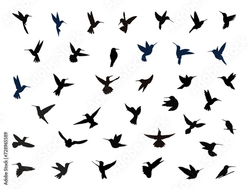 Hummingbird silhouette vector art white background