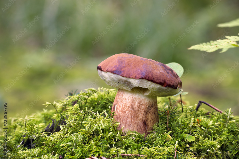 Wild pine bolete mushroom growing on moss in forest
