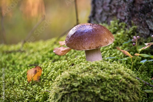 Penny bun mushroom growing in the woods