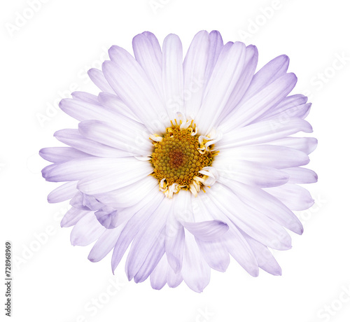 Chrysanthemum flower on isolated background with clipping path. Closeup.. Transparent background. Nature.