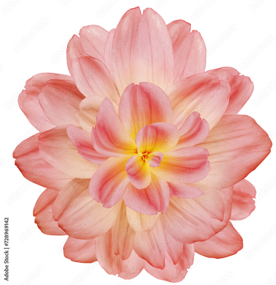 Fototapeta premium Dahlia. Flower on isolated background with clipping path. For design. Closeup. Transparent background. Nature.