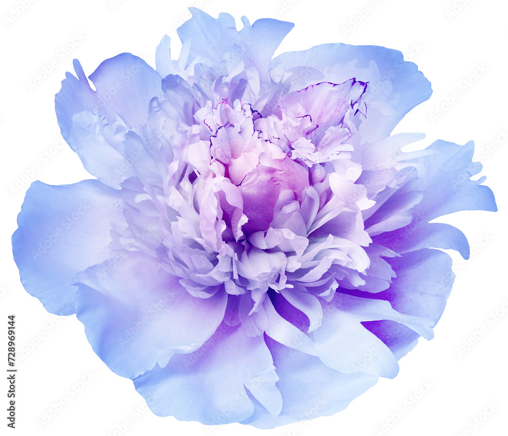 Purple peony flower  on     isolated background with clipping path. Closeup. For design.  Transparent background.  Nature.