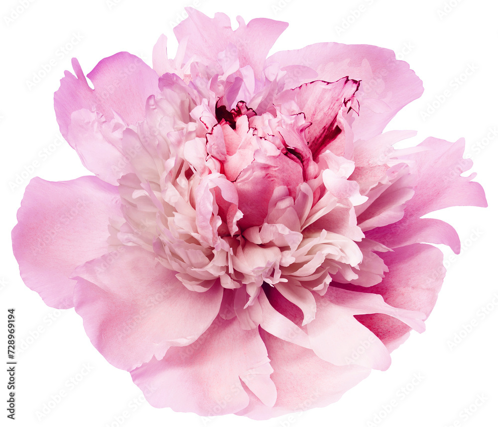 Pink peony flower on isolated background with clipping path. Closeup. For design. Transparent background. Nature. Pink peony flower on isolated background with clipping path. Closeup. For design. Transparent background. Nature.