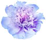 Purple peony flower  on     isolated background with clipping path. Closeup. For design.  Transparent background.  Nature.