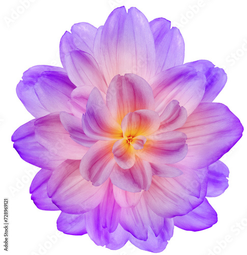 Dahlia. Flower on    isolated background with clipping path.  For design.  Closeup.   Transparent background. Nature.