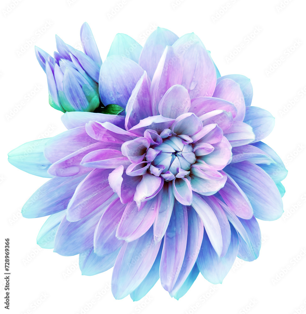 Dahlia. Flower on  isolated background with clipping path.  For design.  Closeup.   Transparent background. Nature.