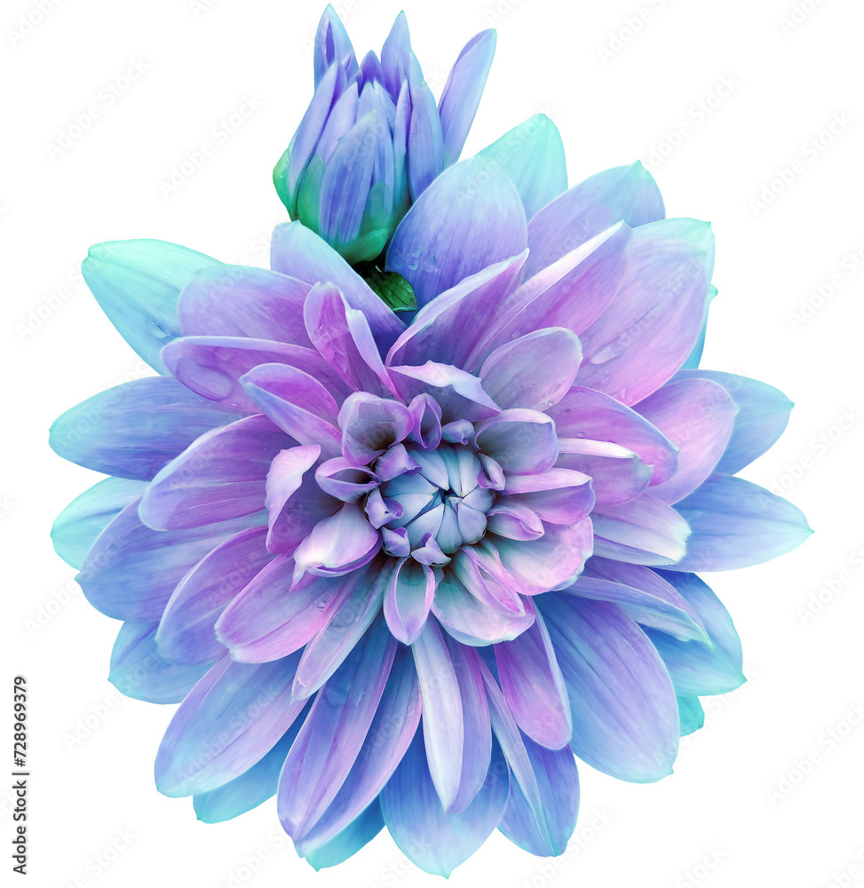 Obraz premium Dahlia. Flower on isolated background with clipping path. For design. Closeup. Transparent background. Nature.
