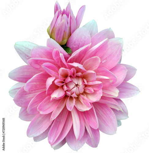 Pink  dahlia. Flower on a white isolated background with clipping path.  For design.  Closeup.  Transparent background. Nature.