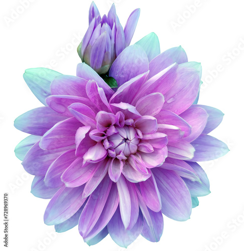 Purple   dahlia. Flower on  isolated background with clipping path.  For design.  Closeup.  Transparent background. Nature.