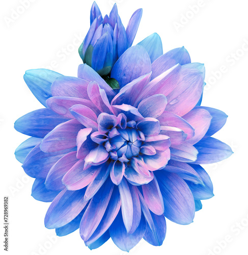 Blue   dahlia. Flower on a white isolated background with clipping path.  For design.  Closeup.  Transparent background.  Nature. © nadezhda F