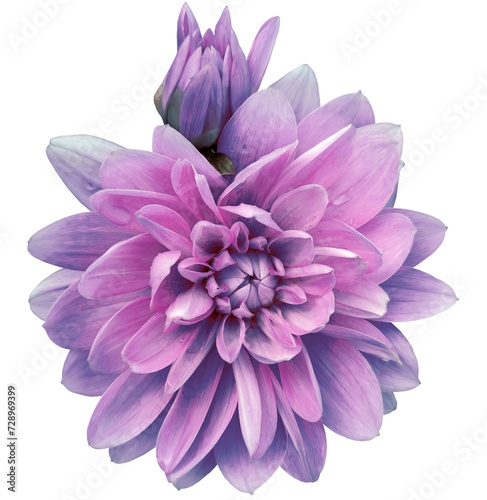 Purple   dahlia. Flower on  isolated background with clipping path.  For design.  Closeup.  Transparent background. Nature.