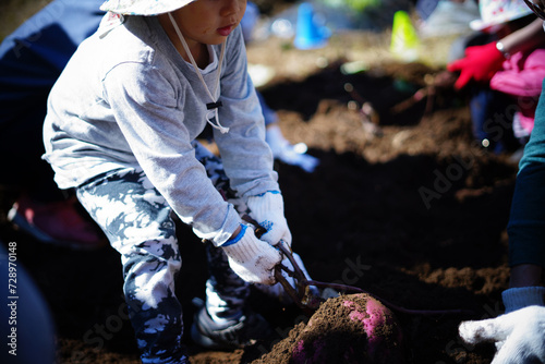 芋掘りを楽しむ子供 / Children enjoying digging for potatoes