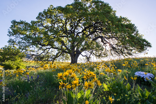 Fototapeta Naklejka Na Ścianę i Meble -  Wildflowers Under An Oak Tree