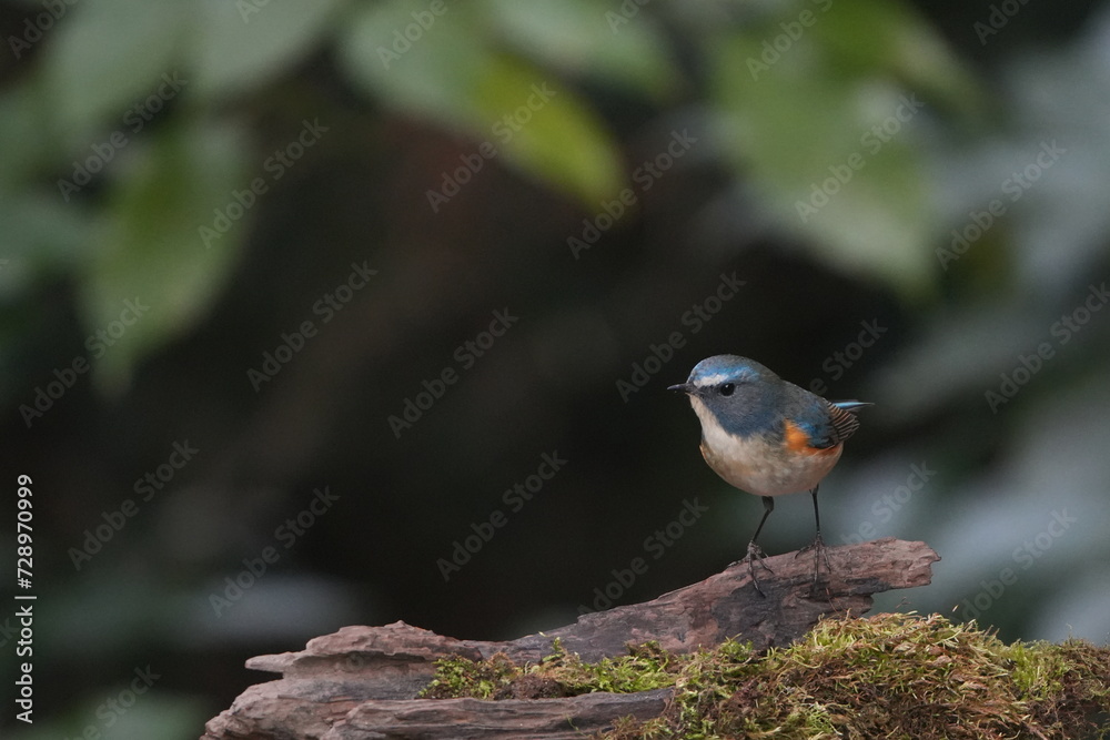 red flanked blue tail in a forest red flanked blue tail in a forest