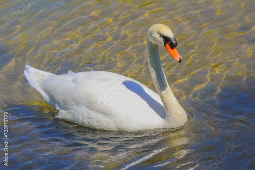 A swimming mute swan a species of swan and a member of the waterfowl family Anatidae. It is native to much of Eurosiberia  and the far north of Africa.