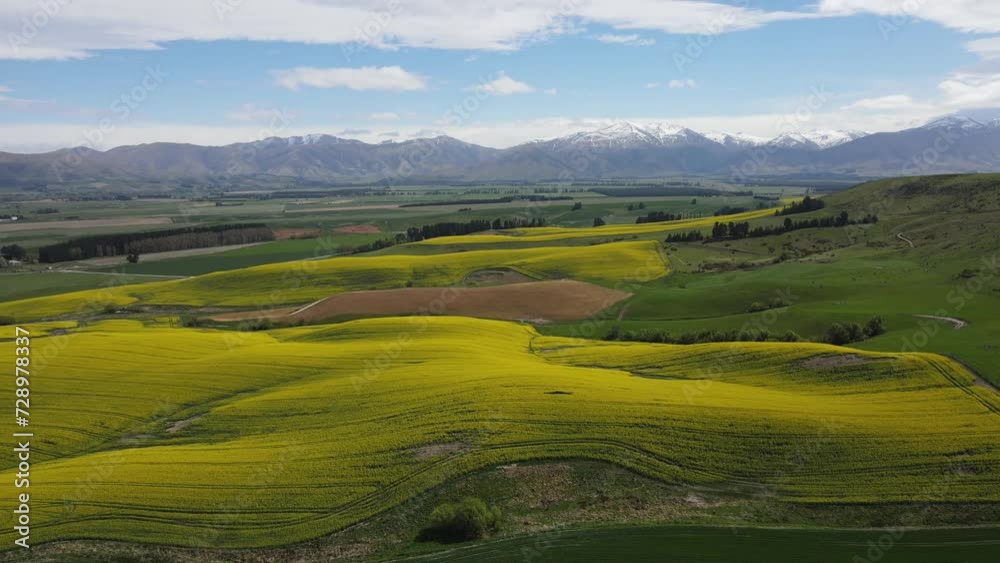 Field of bright yellow canola flowers and snow capped mountain in the background. South island, New Zealand Field of bright yellow canola flowers and snow capped mountain in the background. South island, New Zealand