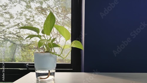 Window light on money tree house plant foliage develops healthy growing photo