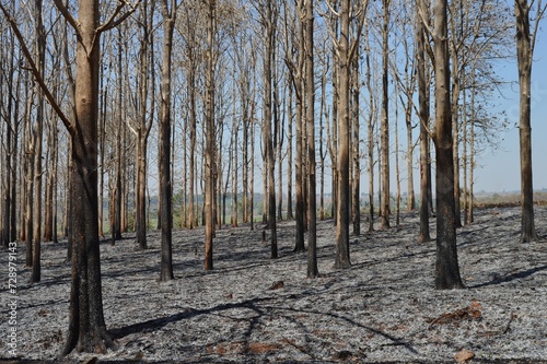 forest fire in dry season