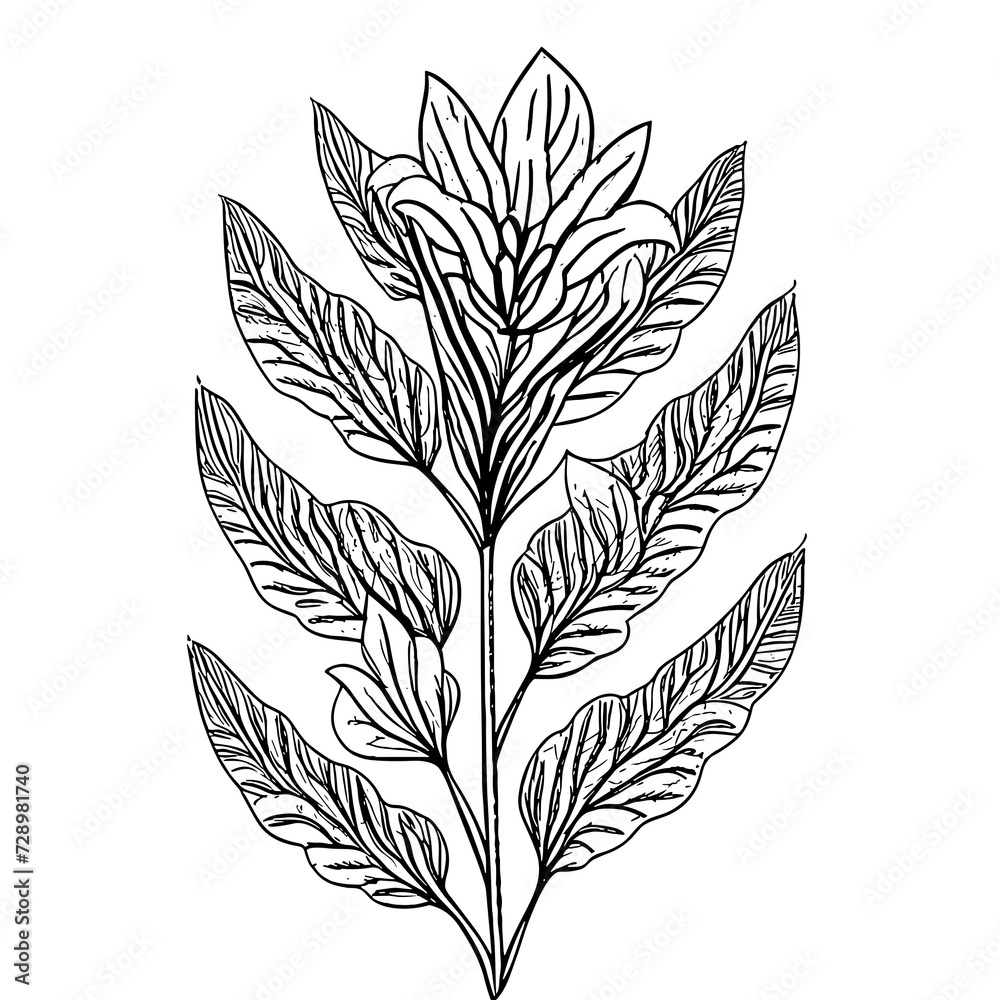 Fototapeta premium Botanic lineart with transparent background