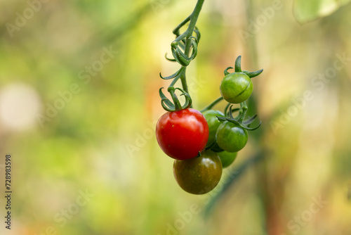 Fresh organic cherry tomatoes on tree in the garden