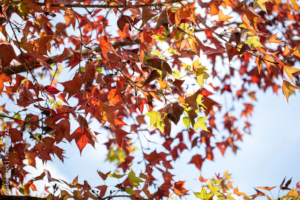 Vibrant Red Maple Leaves Falling in a Beautiful Autumn Forest Under a Bright Blue Sky