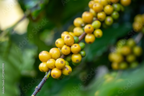 Arabica coffee beans color yellow CatiMor ripening on tree photo