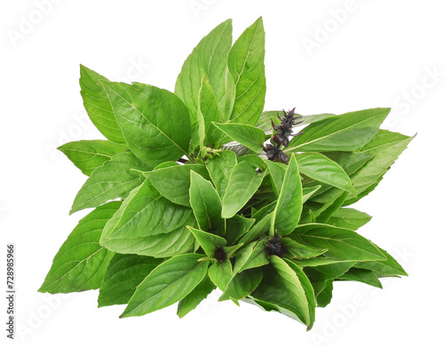 sweet thai basil isolated, png file