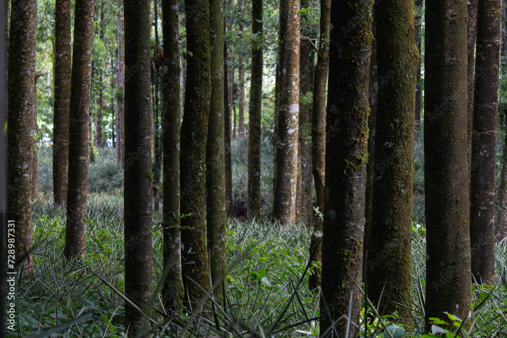 Obraz premium forest in the morning