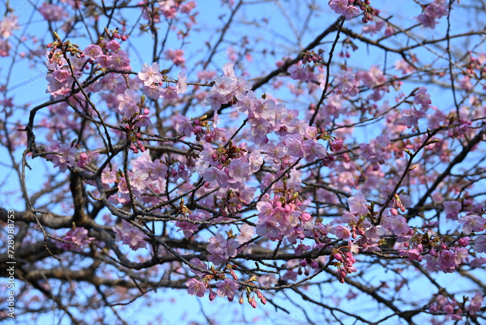 Early blooming cherry blossoms. Recently, cherry blossoms in Japan seem to be blooming earlier than before due to global warming. Early blooming cherry blossoms. Recently, cherry blossoms in Japan seem to be blooming earlier than before due to global warming.