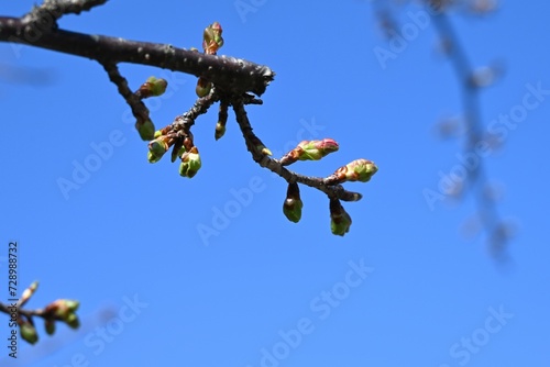 Early blooming cherry blossoms. Recently, cherry blossoms in Japan seem to be blooming earlier than before due to global warming.