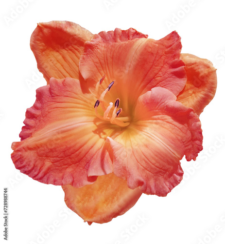Lily flower on isolated background with clipping path. Closeup. For design. View from above. Transparent background. Nature.