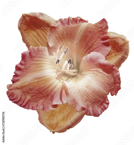 Lily flower on isolated background with clipping path. Closeup. For design. View from above. Transparent background. Nature.